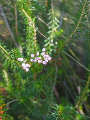 Erica vagans
