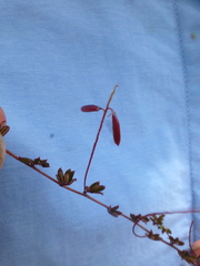 Indigofera mundiana