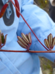 Indigofera mundiana