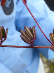 Indigofera mundiana