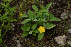 Melhania acuminata image