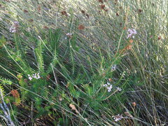 Erica vagans