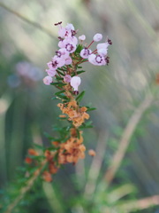 Erica vagans