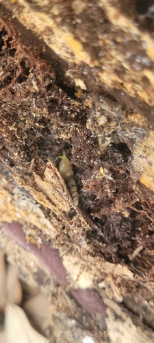 Subulinidae observed 2023-07-28