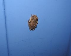 Bokermannohyla circumdata