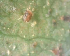 Tetranychus