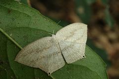 Acropteris ciniferaria