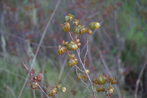 iNaturalist observation photo of Pacific poison oak