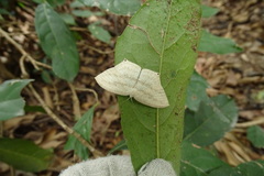 Acropteris ciniferaria