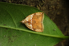 Gabala argentata