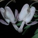 Dicentra pauciflora - Photo (c) 2010 Dean Wm. Taylor, Ph.D.,  זכויות יוצרים חלקיות (CC BY-NC-SA)