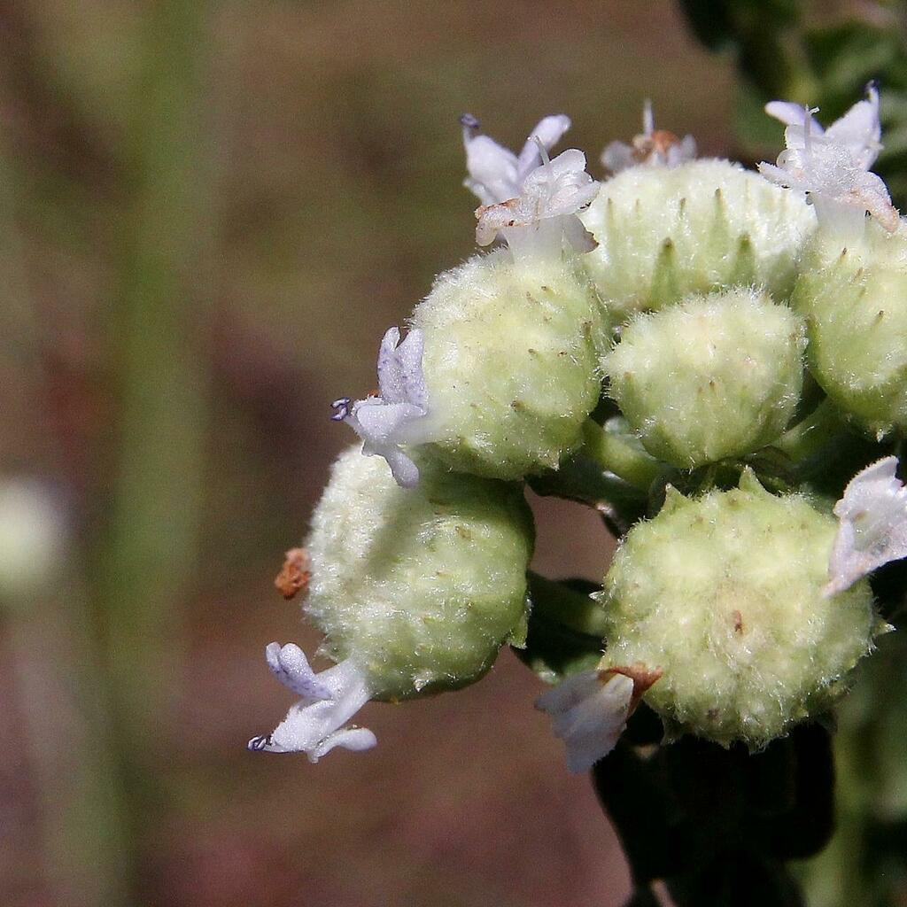 Hyptis obtecta