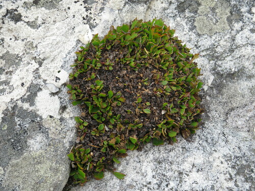 Image of Centella triloba by (c) Jeremy Gilmore, some rights reserved (CC BY)