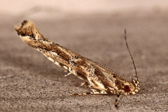 Anatrachyntis rileyi