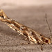 Florida Pink Scavenger Moth - Photo (c) Mac, some rights reserved (CC BY-NC), uploaded by Mac