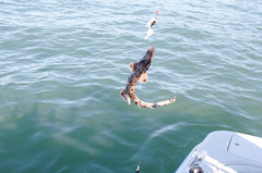 Tasmanian Carpet Shark photo 3