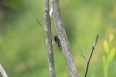 Yoyetta spectabilis
