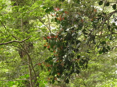 Peraxilla colensoi