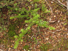 Podocarpus acutifolius