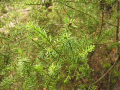 Podocarpus acutifolius