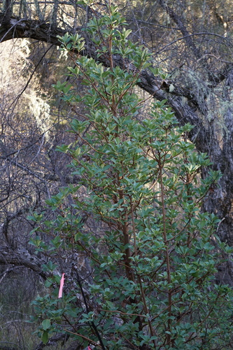 iNaturalist observation photo of Pacific madrone