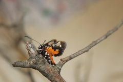 Hecatesia fenestrata