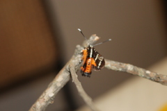 Hecatesia fenestrata