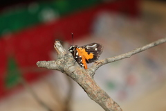 Hecatesia fenestrata