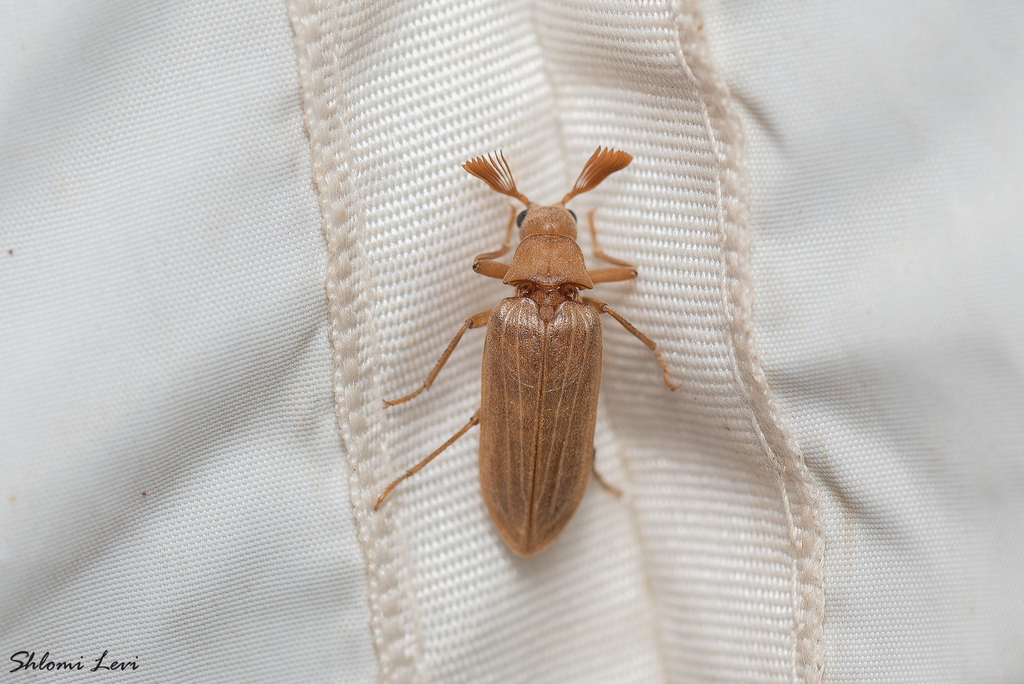 Arrhaphipterus blanchei
