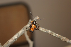 Hecatesia fenestrata