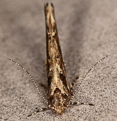 Anatrachyntis rileyi