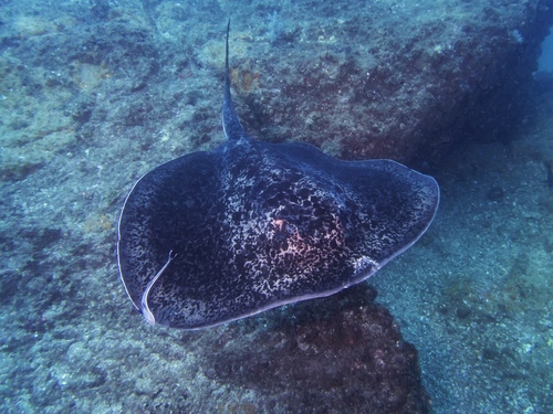 Blotched Fantail Ray, photo 9 of 10
