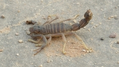 Parabuthus granulatus