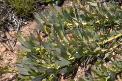 Protea effusa