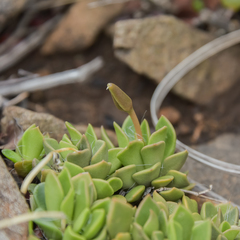 Anacampseros rufescens