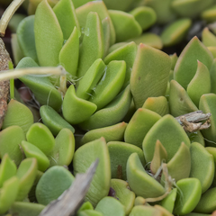 Anacampseros rufescens