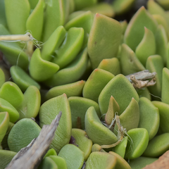 Anacampseros rufescens