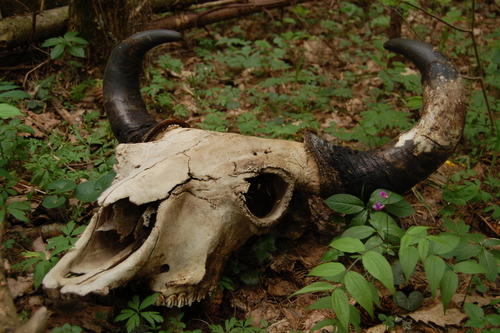 European Wisent
