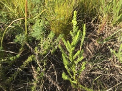 Passerina rigida