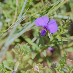 Polygala serpentaria