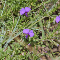 Polygala serpentaria