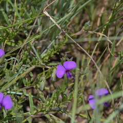 Polygala serpentaria
