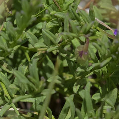 Polygala serpentaria