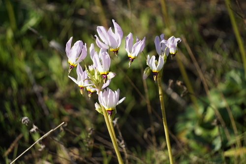 iNaturalist observation photo of Padre's Shooting Star