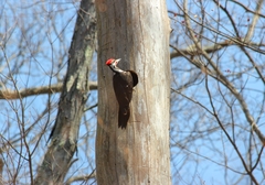 Dryocopus pileatus