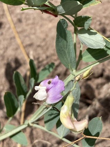 bent vetchling (Lathyrus incurvus)