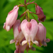 Pacific Bleeding Heart - Photo (c) James Gaither, some rights reserved (CC BY-NC-ND)