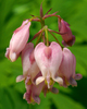 Pacific Bleeding Heart - Photo (c) James Gaither, some rights reserved (CC BY-NC-ND)
