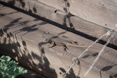 iNaturalist observation photo of Western Fence Lizard