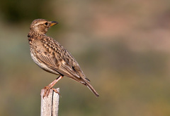 Galerida magnirostris